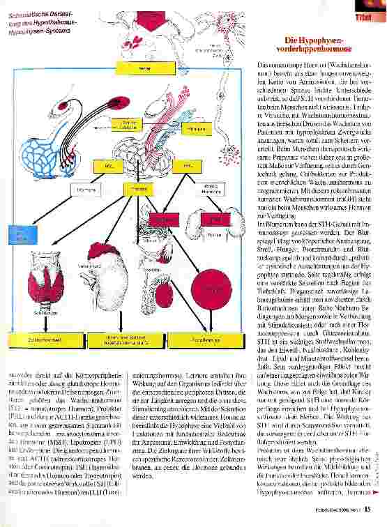 Vorschauseite 2: Die Hypophyse - ein Regulator