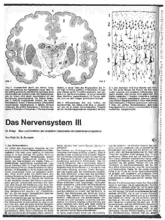 Vorschauseite 1: Das Nervensystem III 28. Folge: Bau und Funktion der einzelnen Abschnitte des Zentralnervensystems