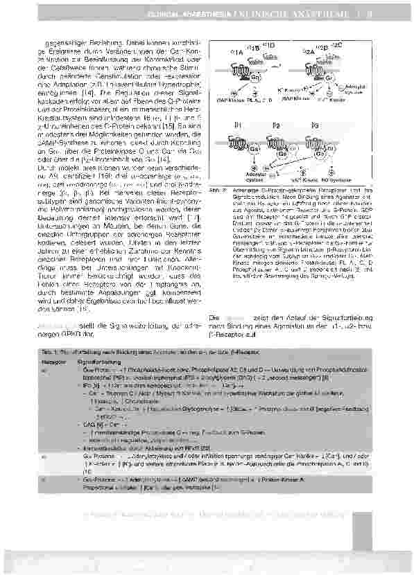 Vorschauseite 3: Adrenorezeptoren - Aktueller Kenntnisstand und Bedeutung für die perioperative Phase*