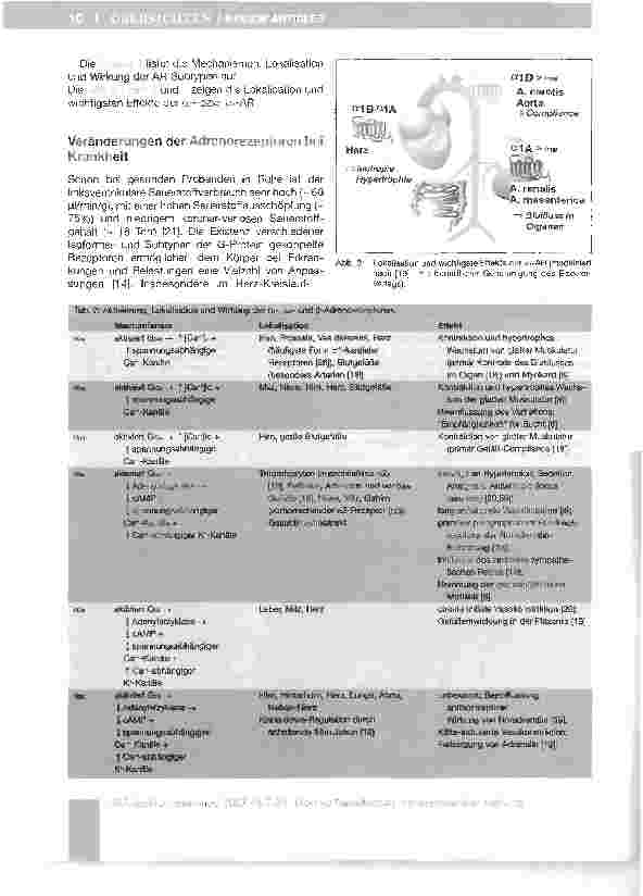 Vorschauseite 4: Adrenorezeptoren - Aktueller Kenntnisstand und Bedeutung für die perioperative Phase*