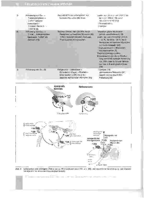 Vorschauseite 5: Adrenorezeptoren - Aktueller Kenntnisstand und Bedeutung für die perioperative Phase*