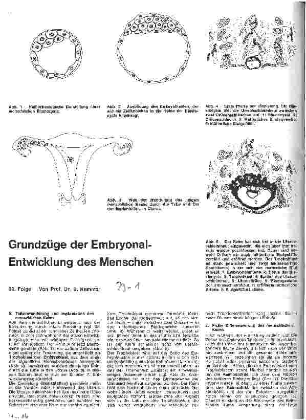 Vorschauseite 1: Grundzüge der Embryonalentwicklung des Menschen 39. Folge