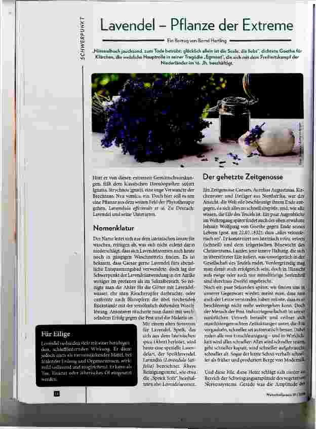 Vorschauseite 1: Lavendel Pflanze der Extreme