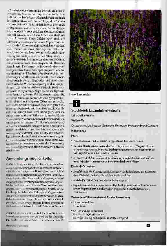 Vorschauseite 2: Lavendel Pflanze der Extreme