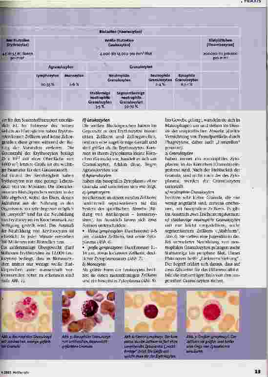 Vorschauseite 2: Was wissen wir über Blut?