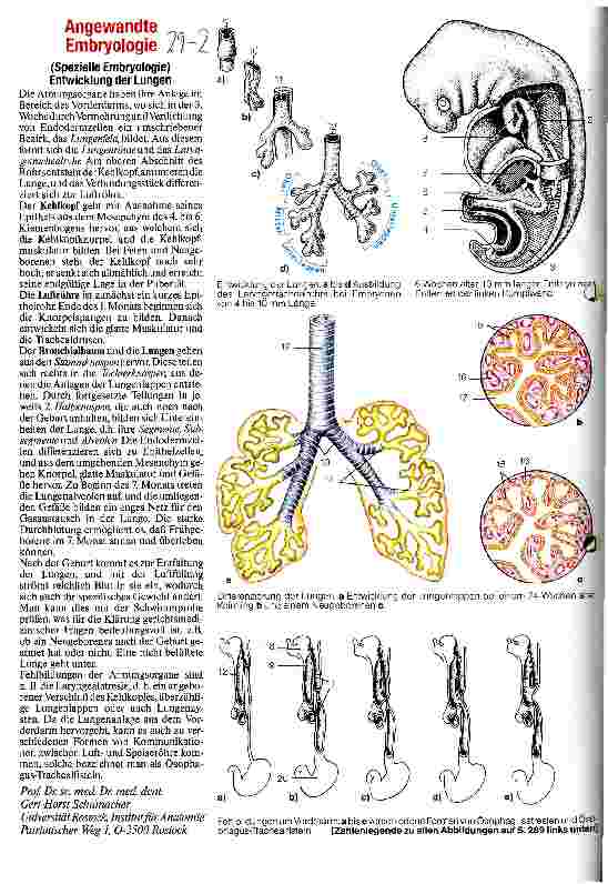 Vorschauseite 1: Angewandte Embryologie Entwicklung der Lungen