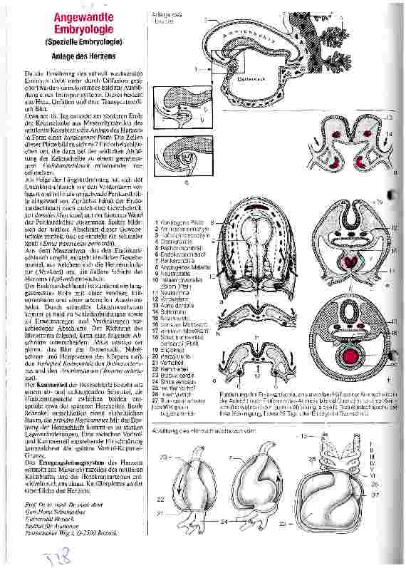 Vorschauseite 1: Angewandte Embryologie Anlage des Herzens