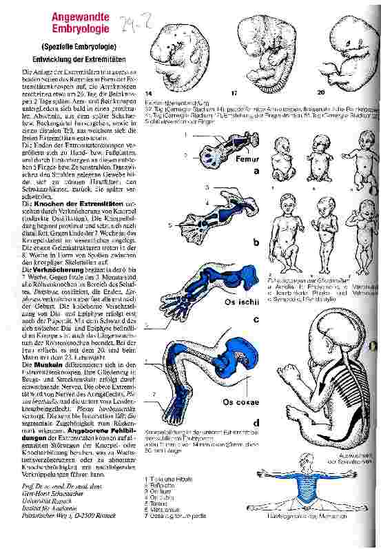 Vorschauseite 1: Angewandte Embryologie - Entwicklung der Extremitäten