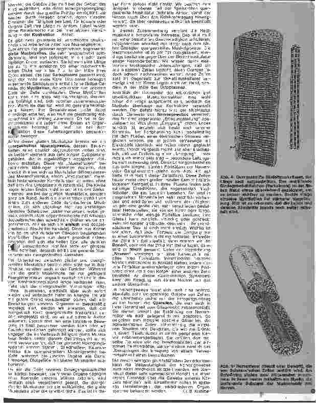 Vorschauseite 4: Die Gewebe unseres Körpers