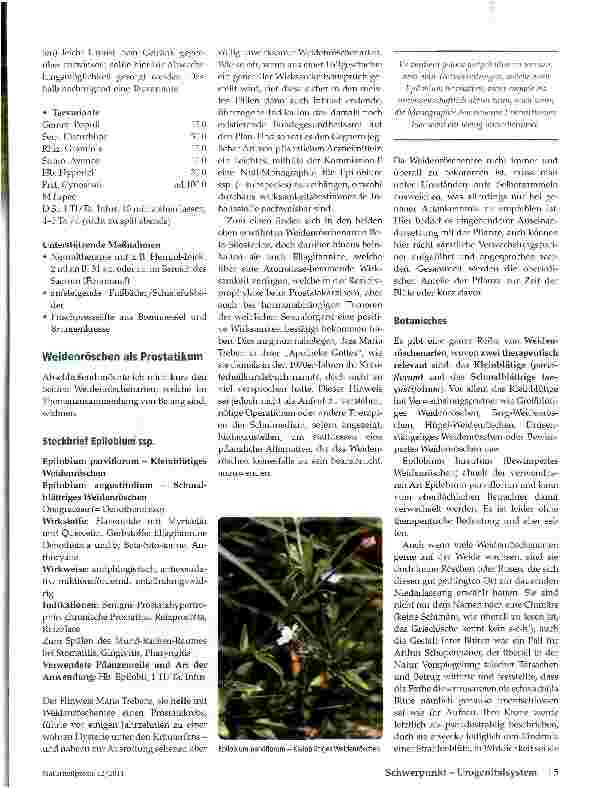 Vorschauseite 2: Weidenröschen als Prostatapflanzen