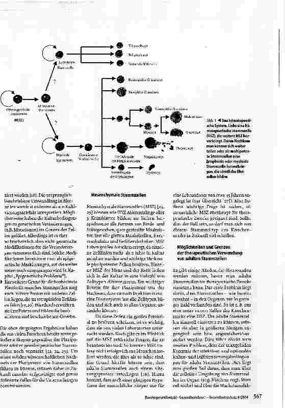 Vorschauseite 3: Das Potenzial von Stammzellen - Eine Bestandsaufnahme
