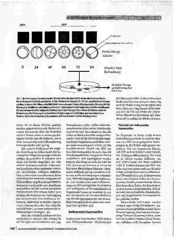 Vorschauseite 4: Das Potenzial von Stammzellen - Eine Bestandsaufnahme