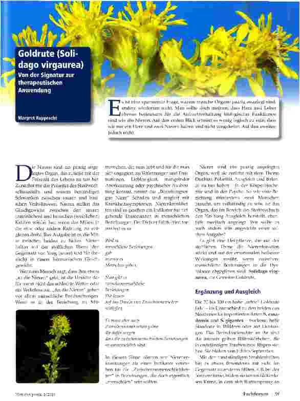 Vorschauseite 1: Goldrute (Soli-dago virgaurea) Von der Signatur zur therapeutischen