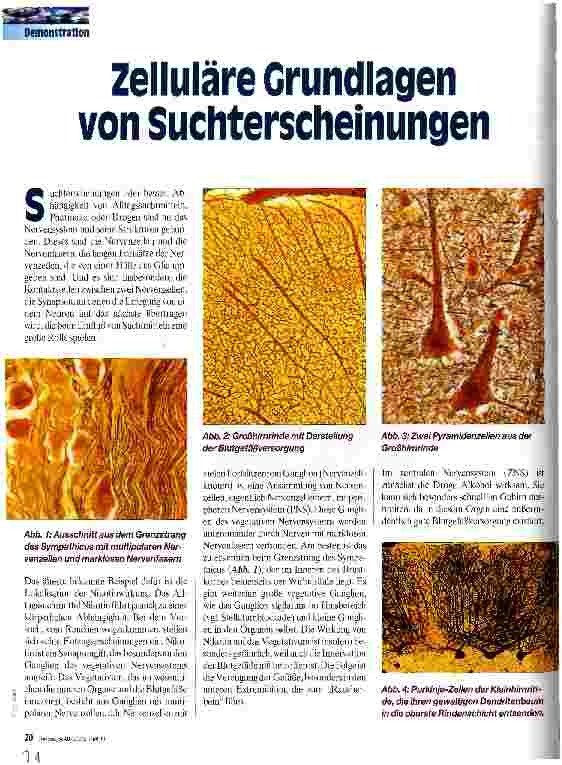 Vorschauseite 1: Zelluläre Grundlagen von Suchterscheinungen