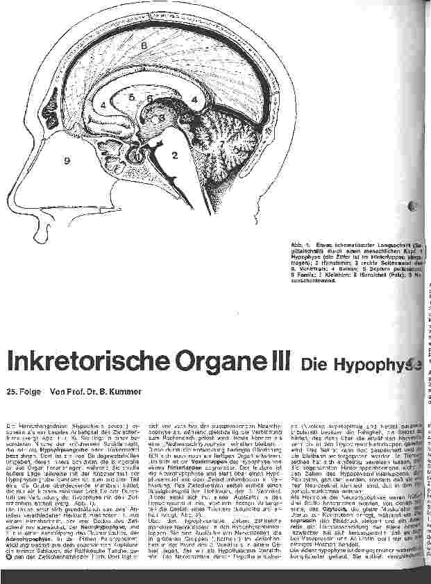 Vorschauseite 1: Inkretorische Organe III 25. Folge: Die Hypophyse