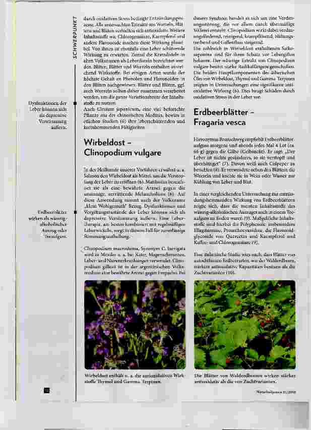 Vorschauseite 3: Antioxidative Begleitpflanzen für die Lebertherapie