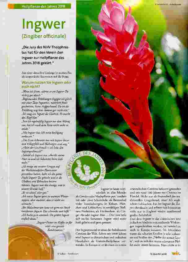 Vorschauseite 1: Ingwer (Zingiber officinale)