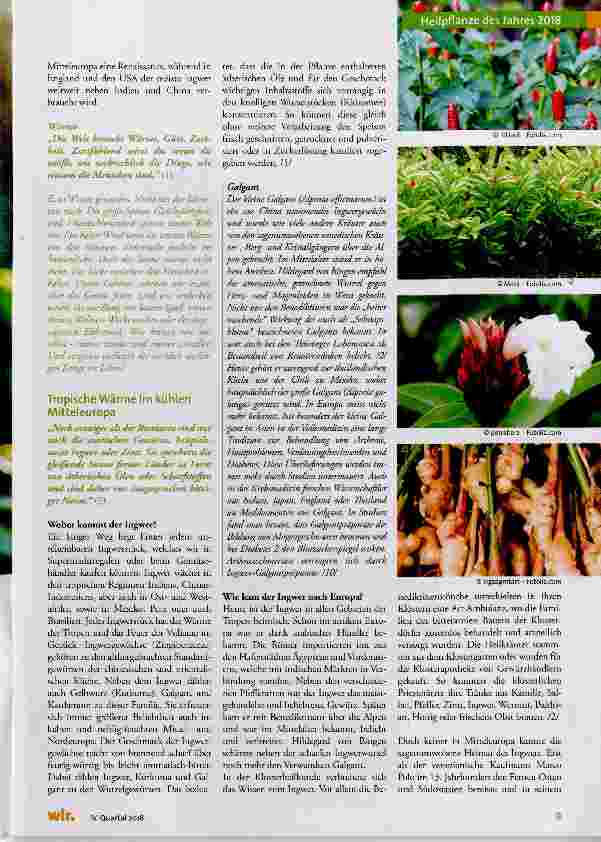 Vorschauseite 2: Ingwer (Zingiber officinale)