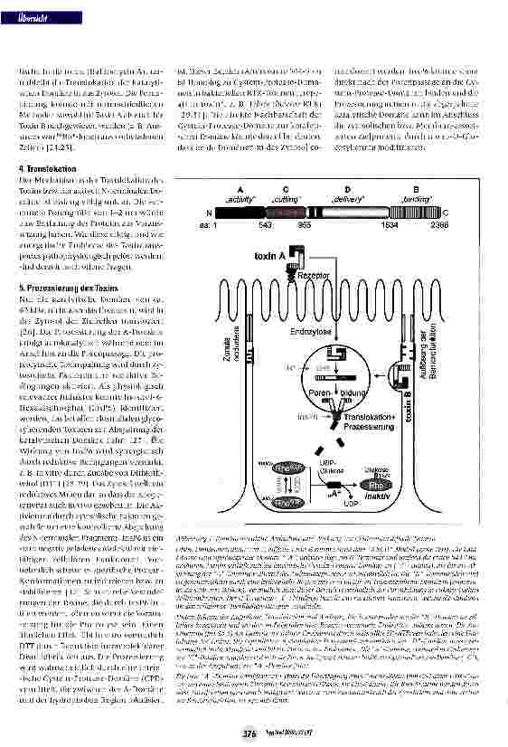 Vorschauseite 3: Glucosylierende Toxine von Clostridium difficile
