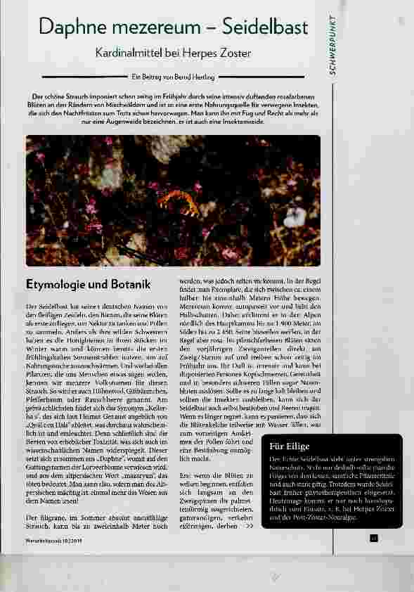 Vorschauseite 1: Daphne mezereum - Seidelbast