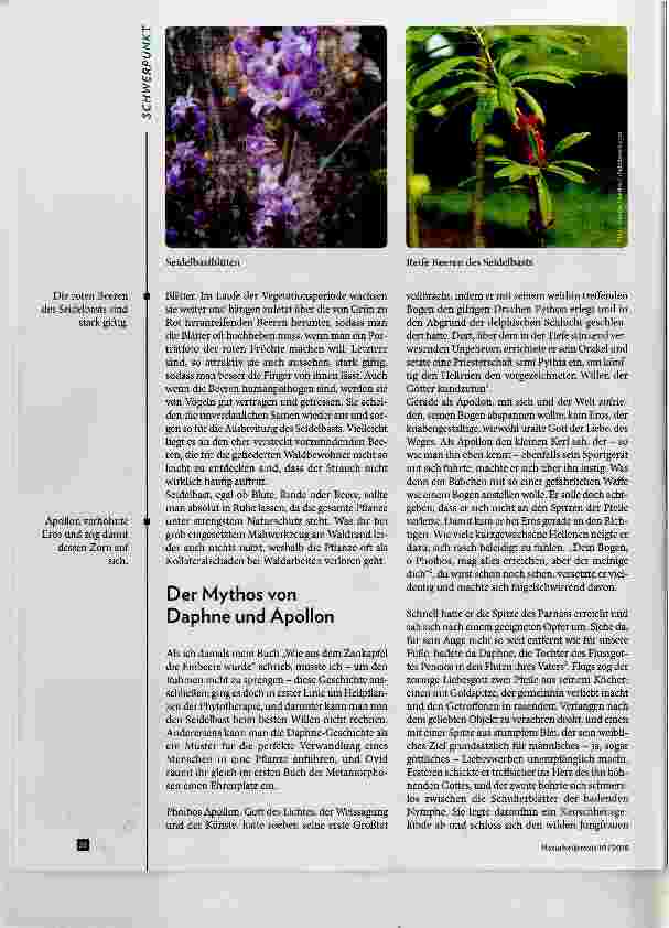 Vorschauseite 2: Daphne mezereum - Seidelbast