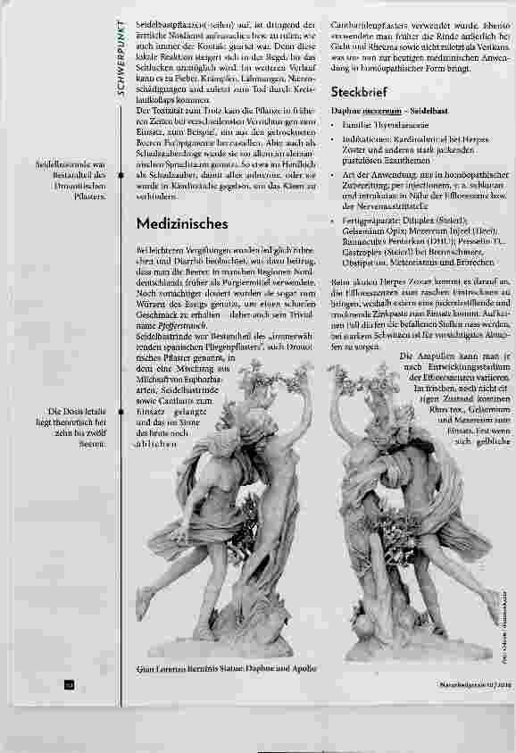 Vorschauseite 4: Daphne mezereum - Seidelbast