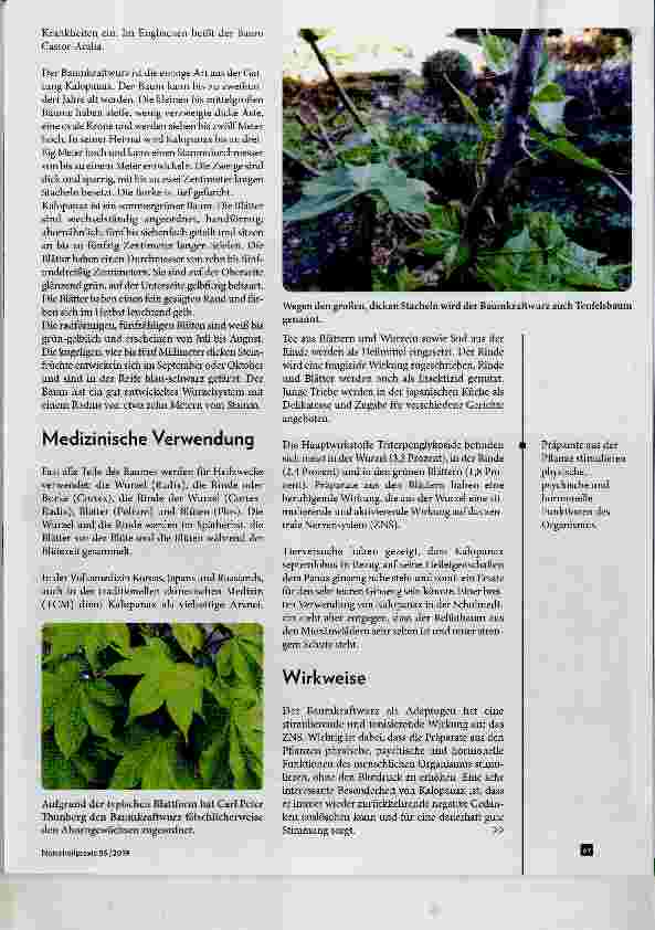 Vorschauseite 2: Baumkraftwurz