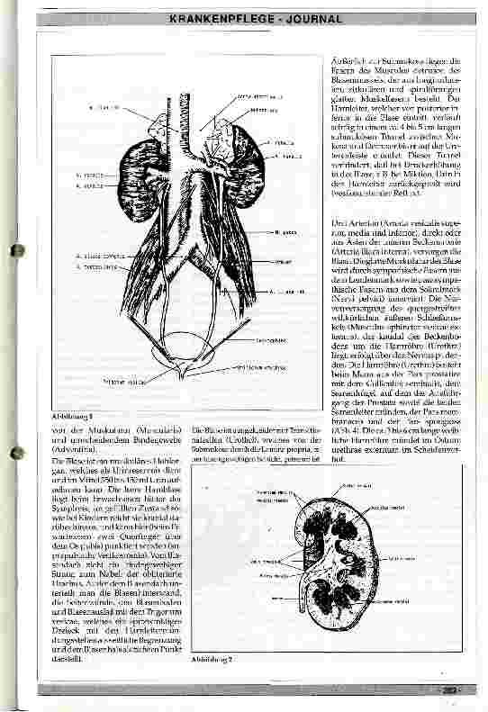 Vorschauseite 2: Anatomie, Pathologie und Pathophysiologie des harnableitenden Systems