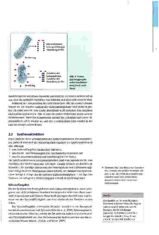Vorschauseite 5: Basiswissen Knorpel