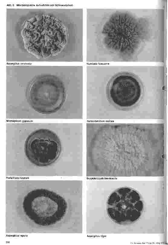 Vorschauseite 3: Grundlagen der Mikrobiologie