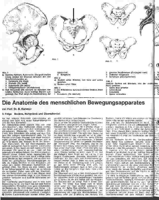 Vorschauseite 1: Die Anatomie des menschlichen Bewegungsapperates 3. Folge: Becken, Hüftgelenk und Oberschenkel