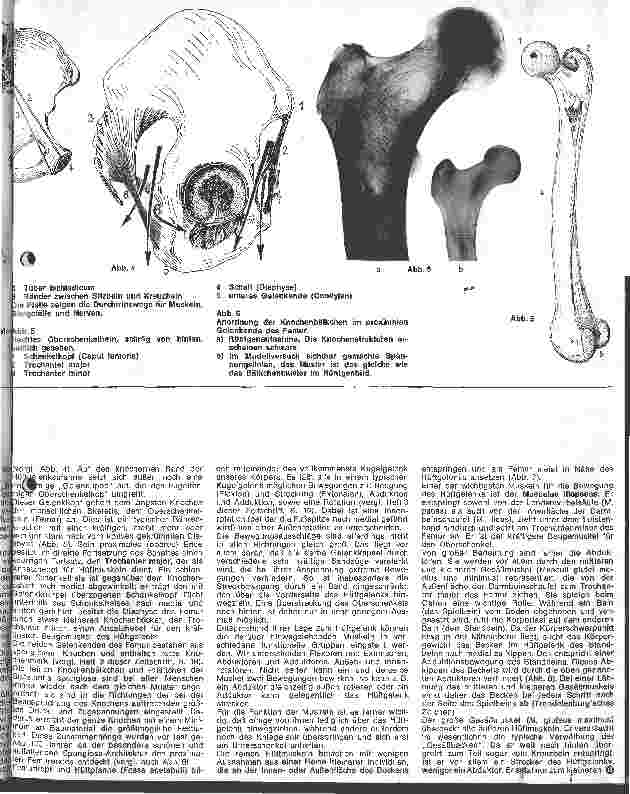 Vorschauseite 2: Die Anatomie des menschlichen Bewegungsapperates 3. Folge: Becken, Hüftgelenk und Oberschenkel