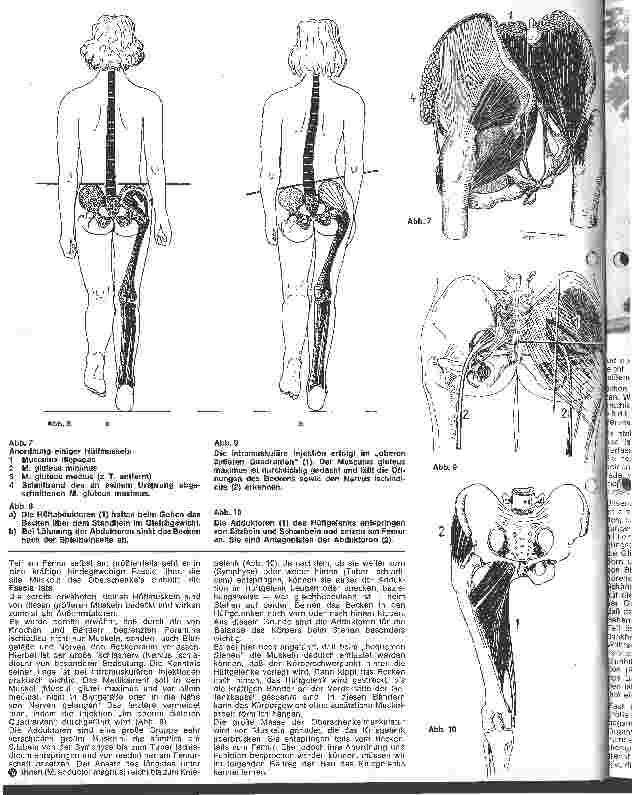 Vorschauseite 3: Die Anatomie des menschlichen Bewegungsapperates 3. Folge: Becken, Hüftgelenk und Oberschenkel