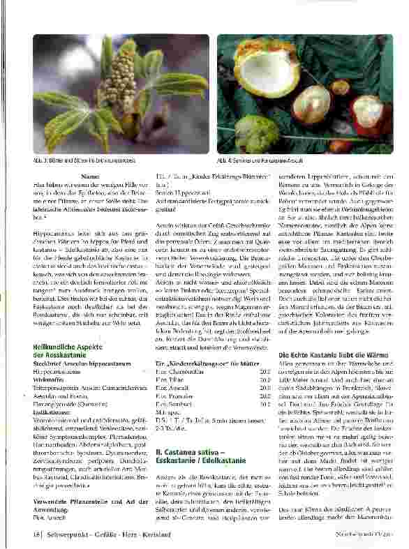 Vorschauseite 3: Rosskastanie und Esskastanie -zwei Stachelfrüchte zwei Welten