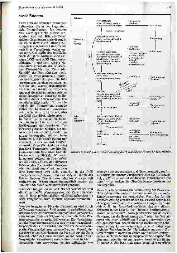 Vorschauseite 4: Theorien zur Krebsentstehung
