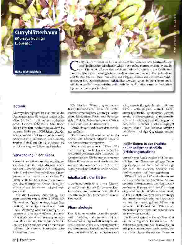 Vorschauseite 1: Curryblätterbaum