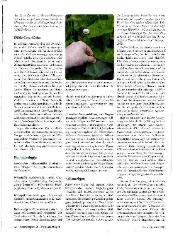 Vorschauseite 3: Huflattich -Tussilago farfara