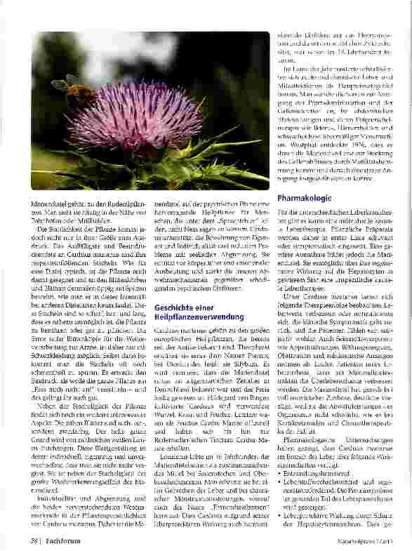 Vorschauseite 2: Mariendistel