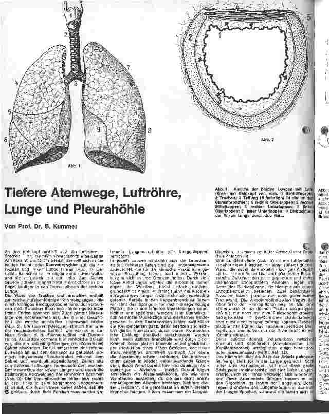 Vorschauseite 1: Tiefere Atemwege, Luftröhre, Lunge und Pleurahöhle