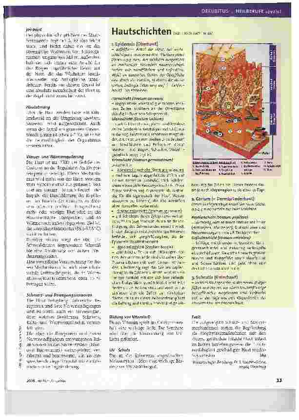 Vorschauseite 2: Aufbau und Funktion der Haut