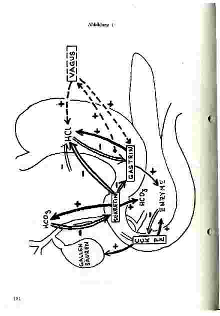 Vorschauseite 6: Gastrointestinale Hormone