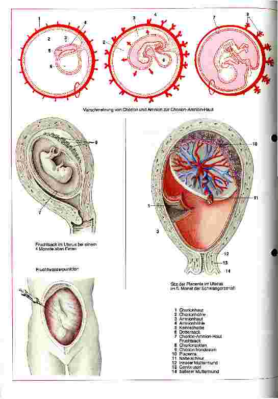 Vorschauseite 1: Angewandte Embryologie