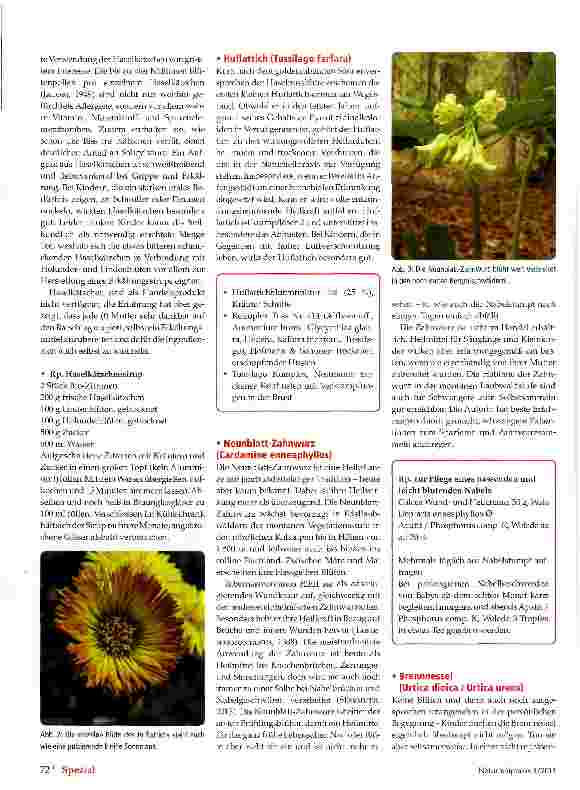 Vorschauseite 3: Heilkräuter des Frühlings in der Kinderheilkunde