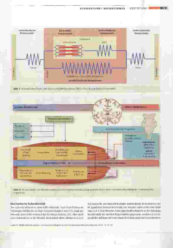 Vorschauseite 2: Biophysikalisch passiver und neurophysiologisch aktiver Muskeltonus?