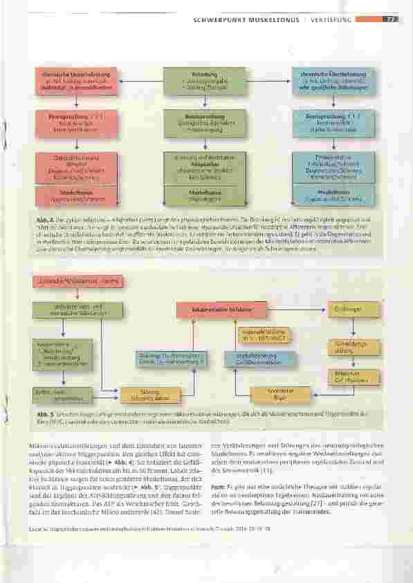 Vorschauseite 4: Biophysikalisch passiver und neurophysiologisch aktiver Muskeltonus?