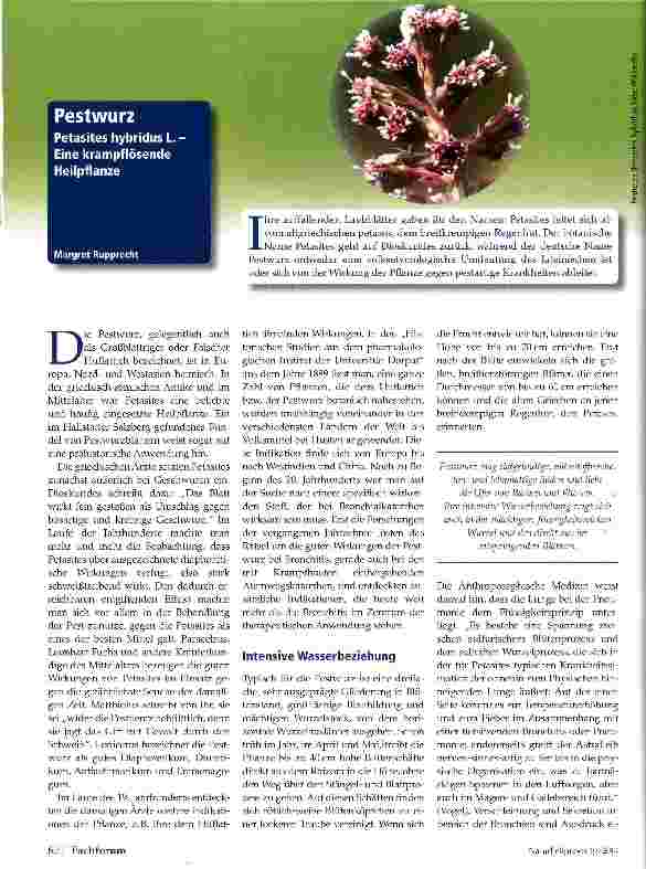 Vorschauseite 1: Pestwurz