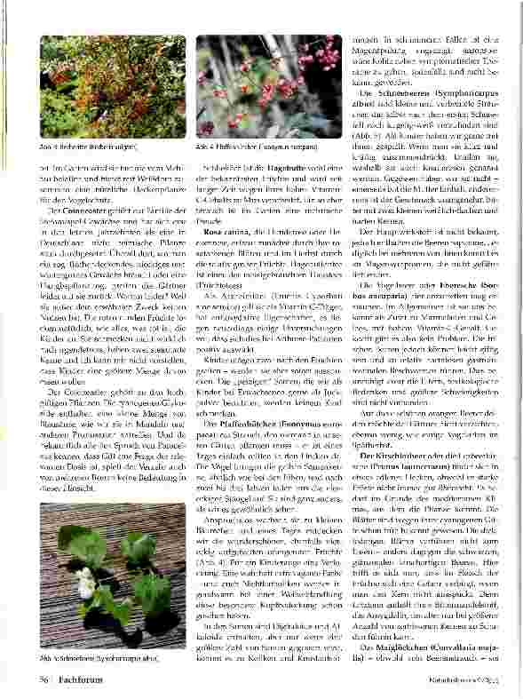 Vorschauseite 3: Beerenherbst Eine Gartenstauden-Übersicht