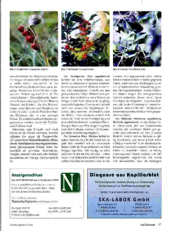 Vorschauseite 4: Beerenherbst Eine Gartenstauden-Übersicht