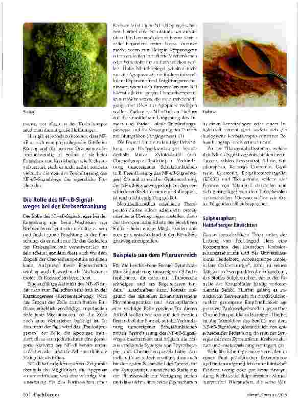 Vorschauseite 2: Sekundäre Planzeninhaltsstoffe und NF-B