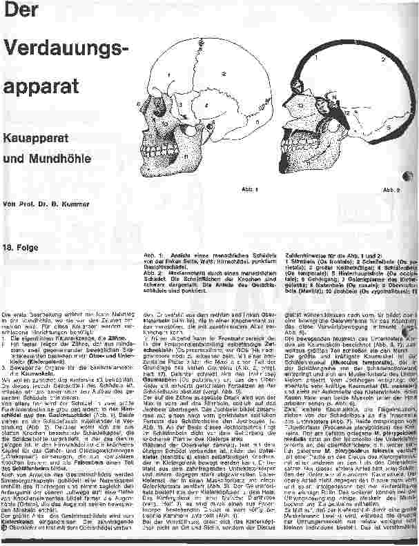 Vorschauseite 1: Der Verdauungsapparat 18. Folge: Kauapperat und Mundhöhle